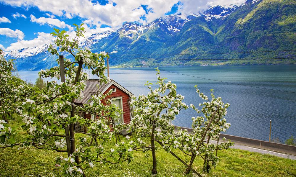 Hardangerfjord