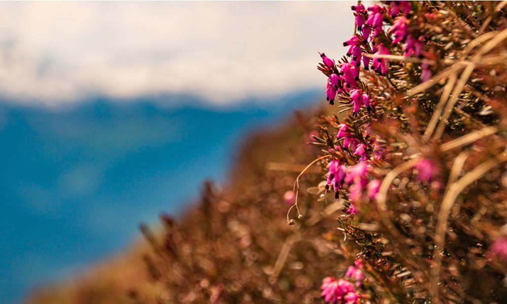 Wandelreis Hartje Tirol