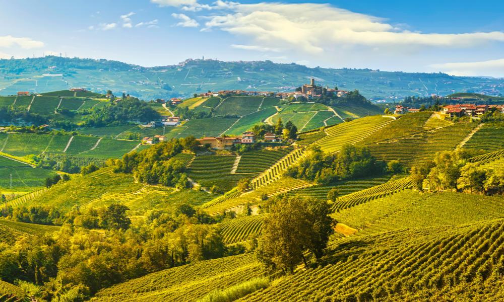 Wijngaarden Alba, Piemonte