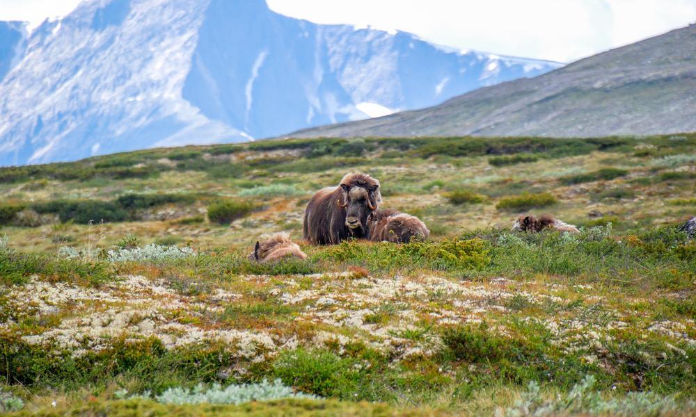 Muskusos in het Nationaal Park Dovrefjell