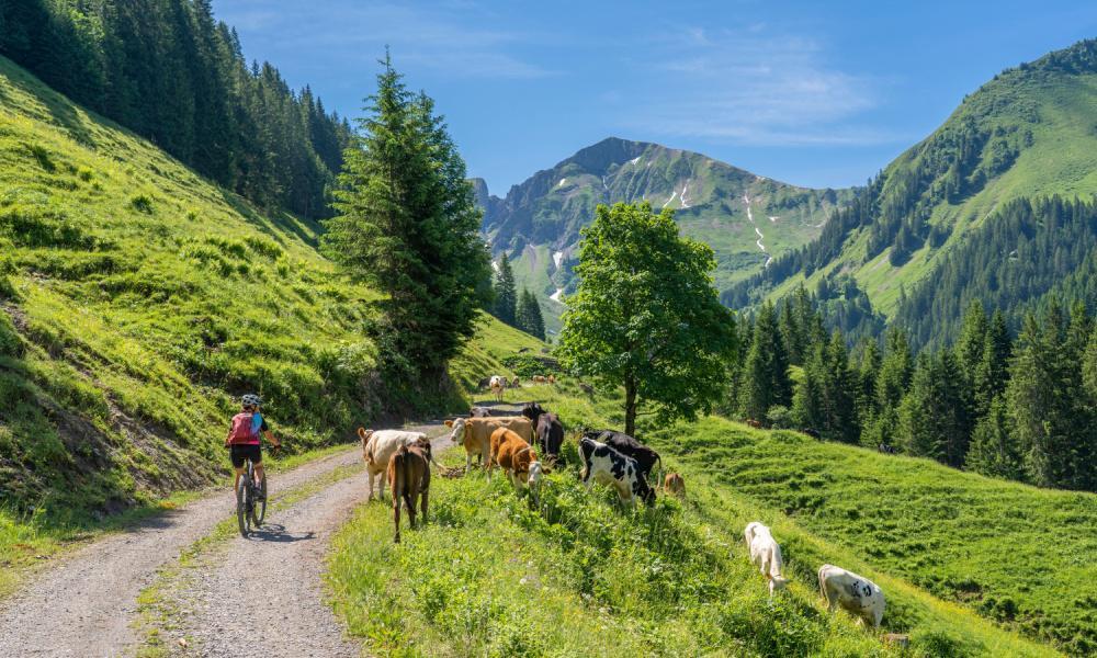 Fietsen langs de Bodensee & in Vorarlberg - KRAS Busreizen