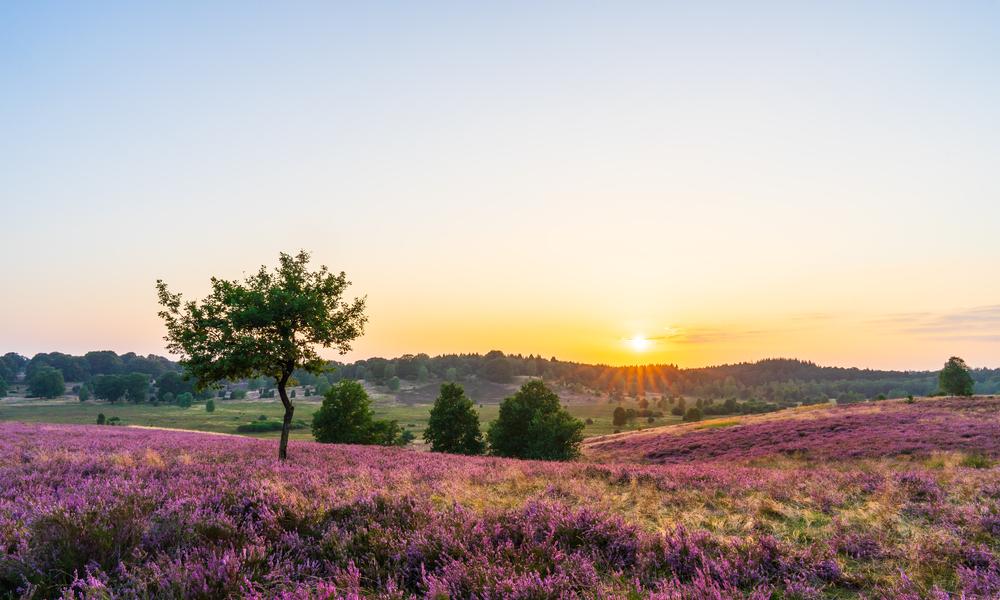 Fietsreis Oostzeekust & Lüneburger Heide